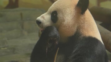 熊猫 可爱 生活