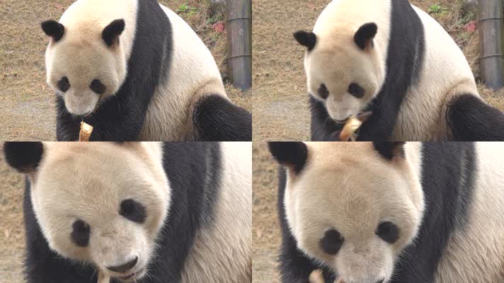 熊猫 可爱 生活