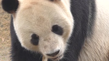 熊猫 可爱 生活