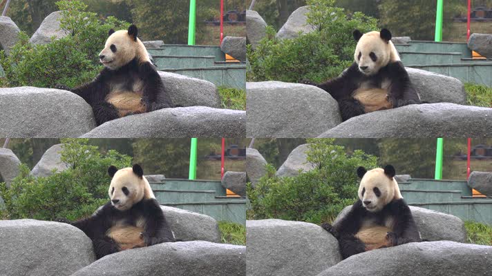 熊猫 可爱 生活