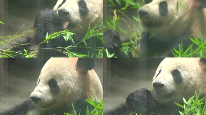 熊猫 可爱 生活