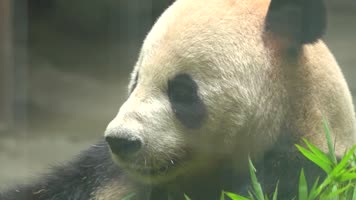 熊猫 可爱 生活