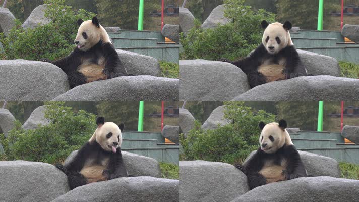 熊猫 可爱 生活