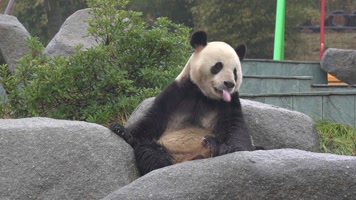 熊猫 可爱 生活