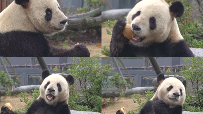 熊猫 可爱 生活