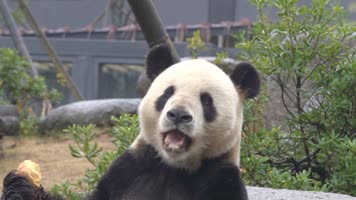 熊猫 可爱 生活