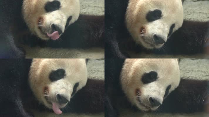熊猫 可爱 生活