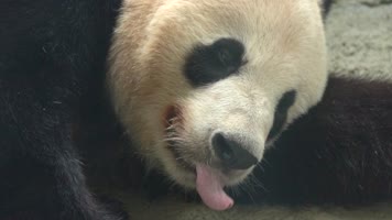 熊猫 可爱 生活