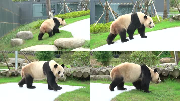 熊猫 可爱 生活