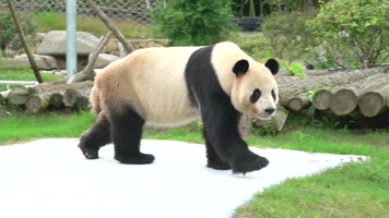 熊猫 可爱 生活