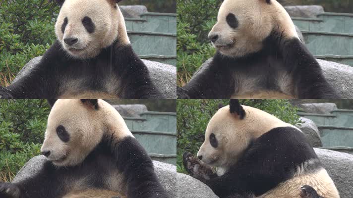 熊猫 可爱 生活