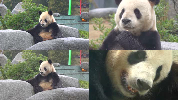 熊猫 可爱 生活