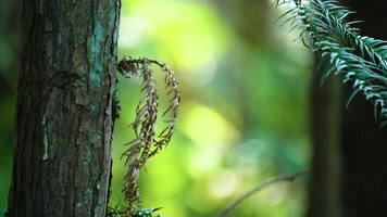 4K树木大自然绿色唯美光斑 4K树木大自然绿色唯美光斑