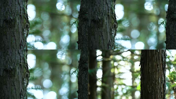 4K树木树林唯美光斑