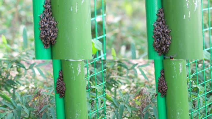 合集小蜜蜂炸成堆附在栏杆上多