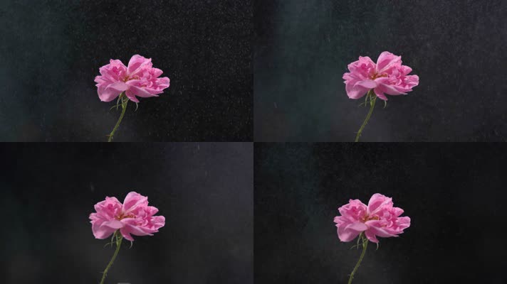 水珠晒在玫瑰花瓣上特写