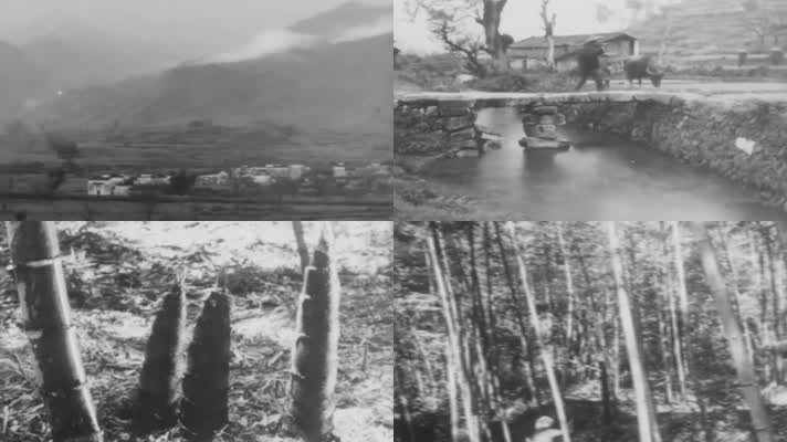 60年代汉中农村挖竹笋视频