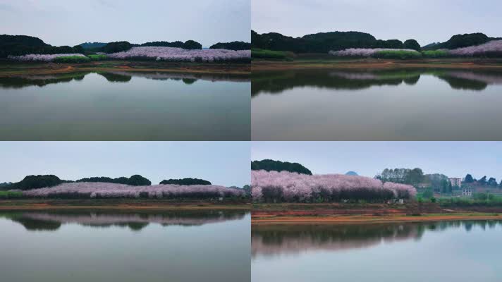 4K航拍贵州安顺平坝春季盛开的樱花风景