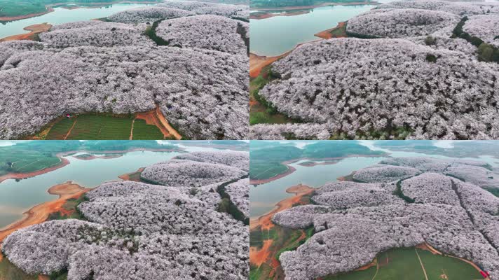 4K航拍安顺平坝区樱花盛开风景