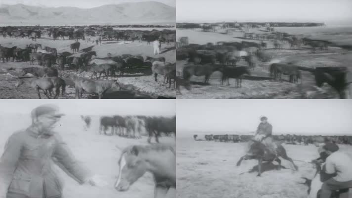 50年代草原养马驯马视频