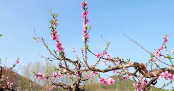 开花 花朵 春暖花开 春天桃花 粉色 花  开花 花朵 春暖花开 春天桃花 粉色 花