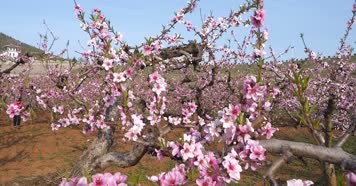 开花 花朵 春暖花开 春天桃花 粉色 花 自然 开花 花朵 春暖花开 春天桃花 粉色 花 自然