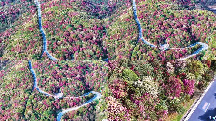4K航拍贵州黔西南最美的杜鹃花盛开风景
