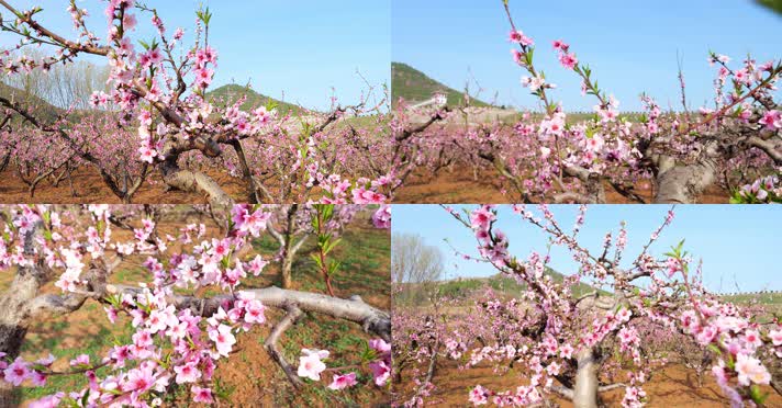 开花 花朵 春暖花开 春天桃花 粉色 花 自然 开花 花朵 春暖花开 春天桃花 粉色 花 自然