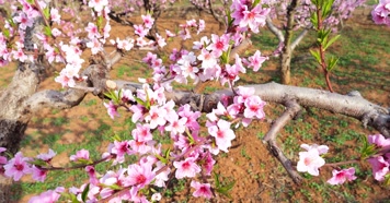 开花 花朵 春暖花开 春天桃花 粉色 花 自然