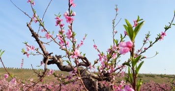 开花 花朵 春暖花开 春天桃花 粉色 花 开花 花朵 春暖花开 春天桃花 粉色 花