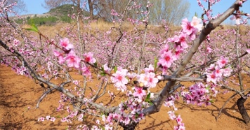 开花 花朵 春暖花开 春天桃花 开花 花朵 春暖花开 春天桃花