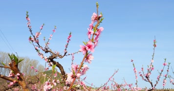 开花 花朵 春暖花开 春天桃花 粉色 开花 花朵 春暖花开 春天桃花 粉色