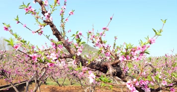 开花 花朵 春暖花开 春天桃花 粉色 花 自然