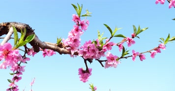 开花 花朵 春暖花开 春天桃花 粉色 花  开花 花朵 春暖花开 春天桃花 粉色 花