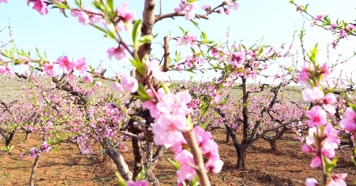 开花 花朵 春暖花开 春天桃花 粉色 花  开花 花朵 春暖花开 春天桃花 粉色 花