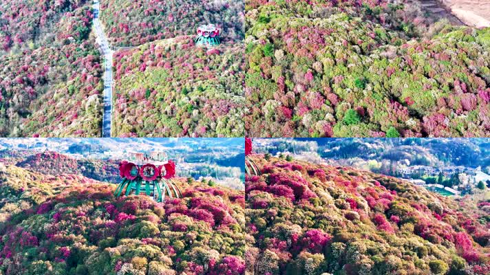 4K航拍贵州毕节杜鹃花最美风光