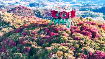 4K航拍贵州毕节杜鹃花最美风光