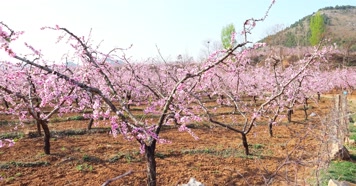 立春 春分 桃花林 桃花 山桃花朵 桃花源   立春 春分 桃花林 桃花 山桃花朵 桃花源