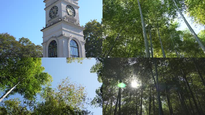 合集竹林阳光绿色生态