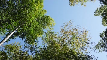 合集竹林阳光绿色生态