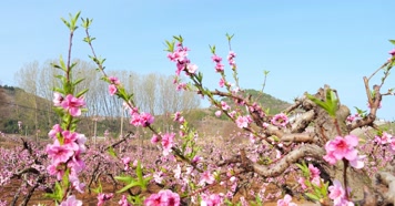 开花 花朵 春暖花开 春天桃花 粉色 花  开花 花朵 春暖花开 春天桃花 粉色 花