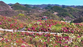 4K航拍贵州黔西南毕节杜鹃花大方县风景