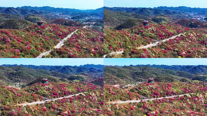 4K航拍贵州黔西南毕节百里盛开的杜鹃花风光