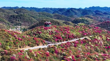 4K航拍贵州黔西南毕节百里盛开的杜鹃花风光