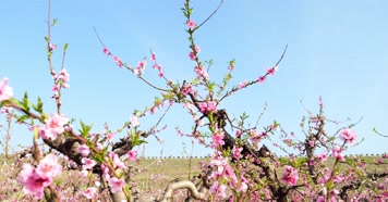 开花 花朵 春暖花开 春天桃花 粉色 花 自然 开花 花朵 春暖花开 春天桃花 粉色 花 自然