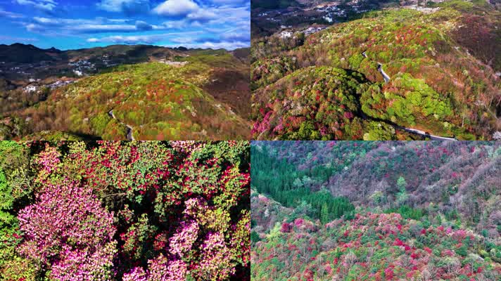 4K航拍贵州黔西南毕节百里杜鹃风景