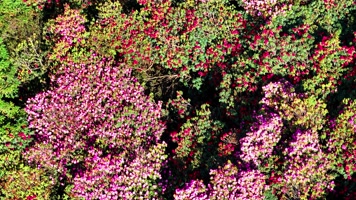 4K航拍贵州黔西南毕节百里杜鹃风景