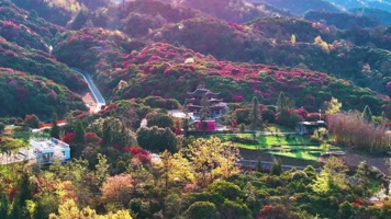4K航拍贵州毕节杜鹃花自然风光
