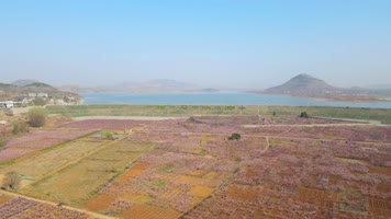 航拍桃花桃花大遍桃花源桃花源桃花林桃花航 航拍桃花桃花大遍桃花源桃花源桃花林桃花航