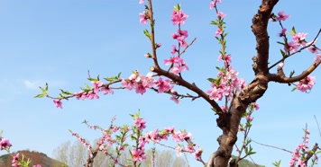 开花 花朵 春暖花开 春天桃花 粉色 花 自然 开花 花朵 春暖花开 春天桃花 粉色 花 自然